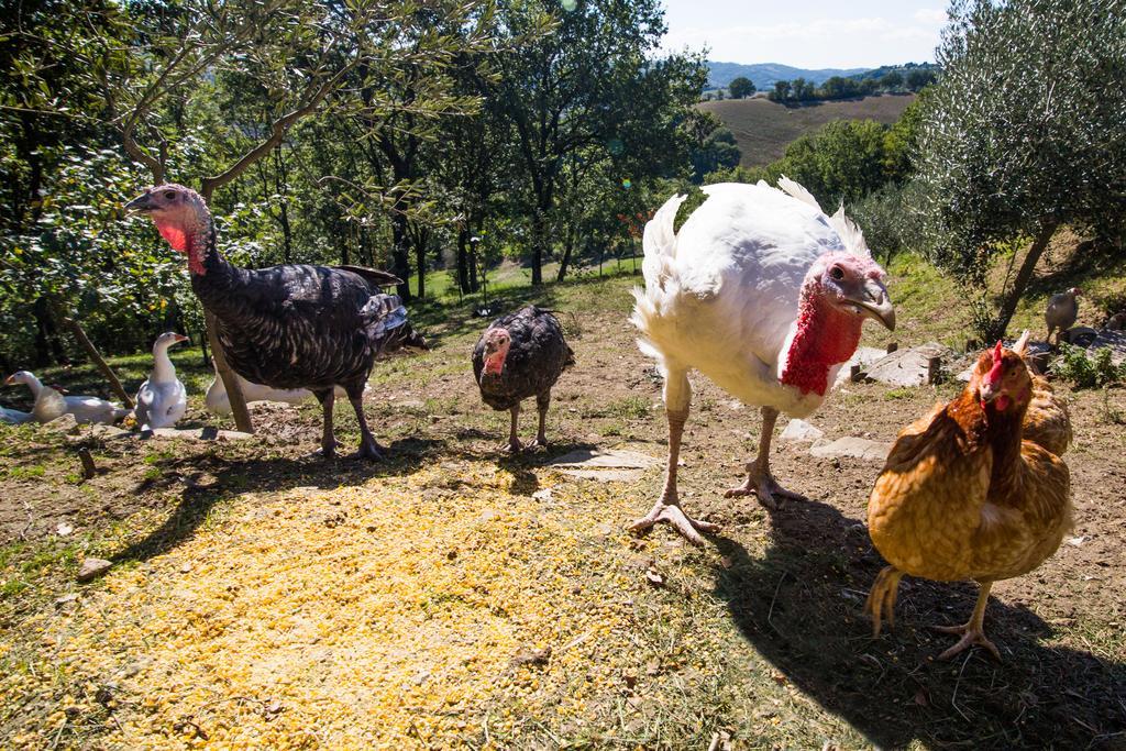 Agriturismo La Coccinella Valfabbrica ภายนอก รูปภาพ