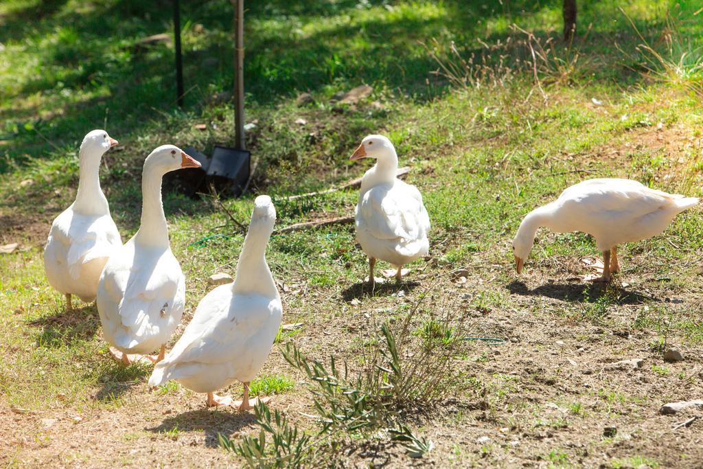 Agriturismo La Coccinella Valfabbrica ภายนอก รูปภาพ