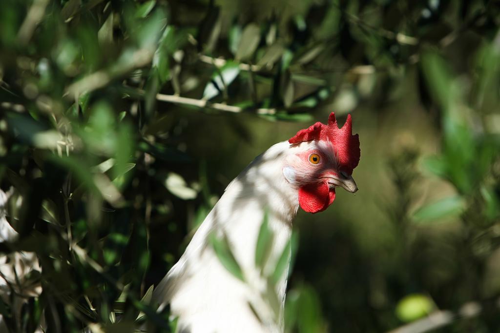 Agriturismo La Coccinella Valfabbrica ภายนอก รูปภาพ