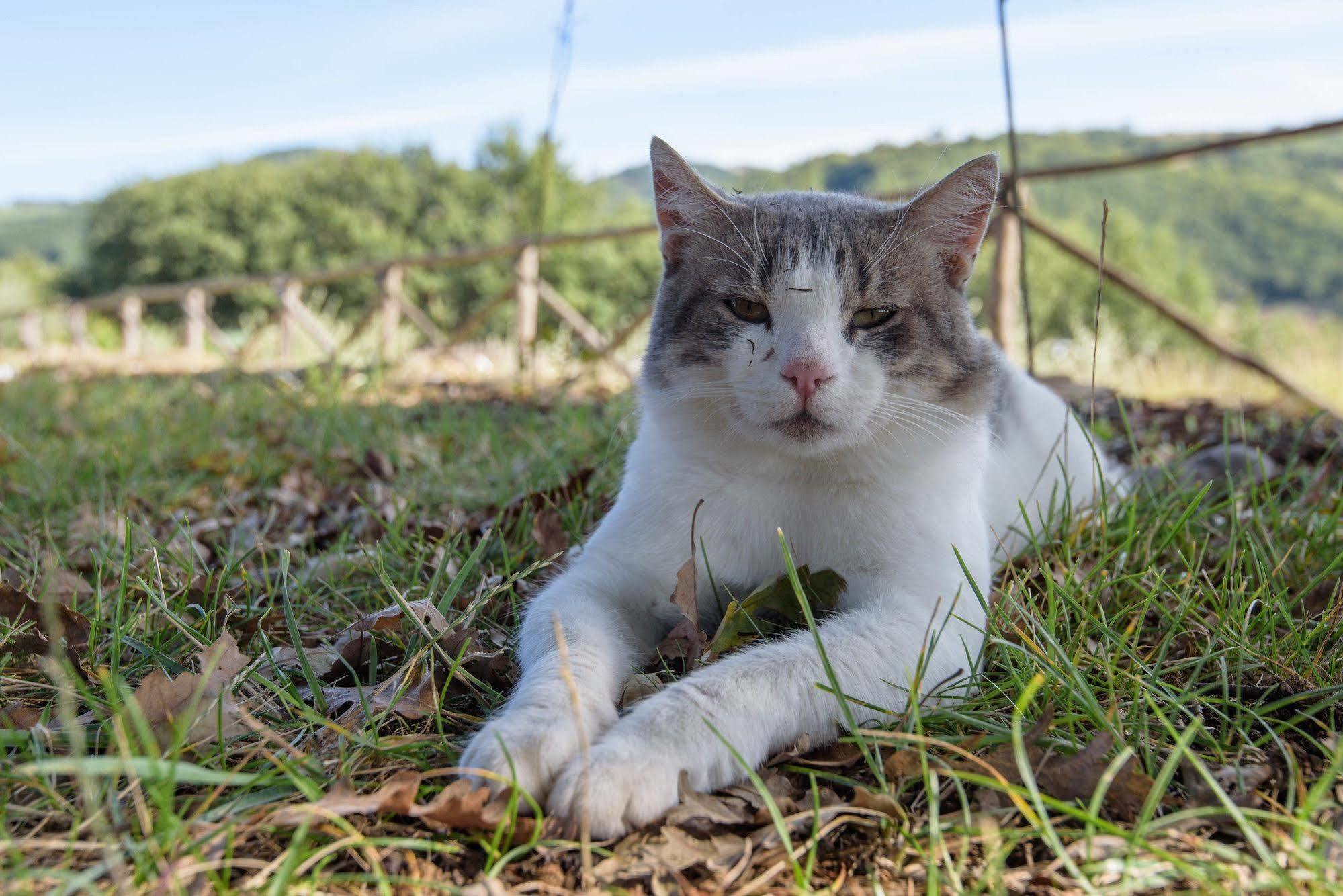 Agriturismo La Coccinella Valfabbrica ภายนอก รูปภาพ